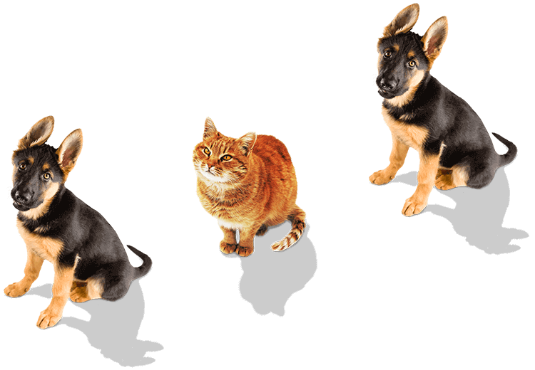 MultiPet Insurance Compare Quotes for Multiple Pets